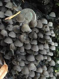 Coprinellus disseminatus image