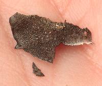 Umbilicaria phaea image