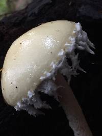 Stropharia ambigua image