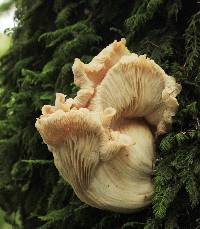 Pleurotus ostreatus image