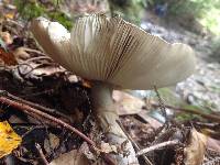 Amanita nothofagi image