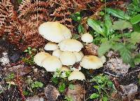 Hypholoma capnoides image