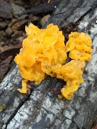 Tremella aurantia image