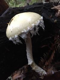 Stropharia ambigua image