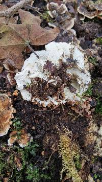 Trametes versicolor image