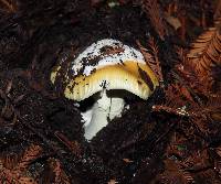 Amanita calyptroderma image