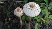 Macrolepiota procera var. procera image