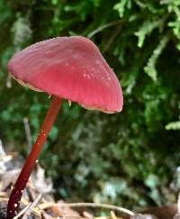 Marasmius plicatulus image