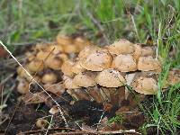 Armillaria mellea image