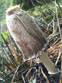 Coprinus comatus image