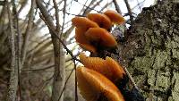 Flammulina velutipes image