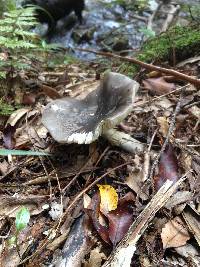 Amanita nothofagi image