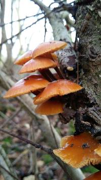 Flammulina velutipes image