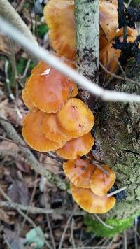 Flammulina velutipes image