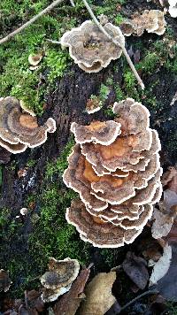 Trametes versicolor image