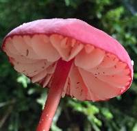 Marasmius plicatulus image