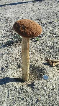 Battarrea phalloides image