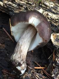 Pluteus cervinus image