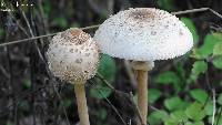 Macrolepiota procera var. procera image