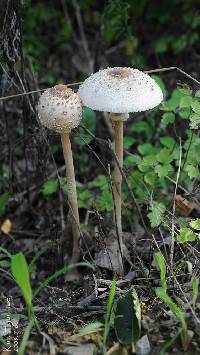 Macrolepiota procera var. procera image