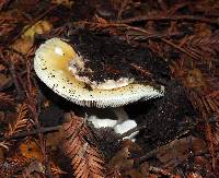 Amanita calyptroderma image