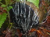 Xylaria hypoxylon image