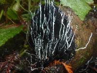 Xylaria hypoxylon image