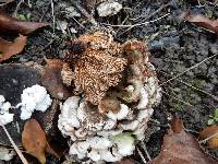 Schizophyllum commune image