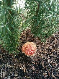 Amanita muscaria image