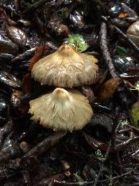 Inocybe sororia image