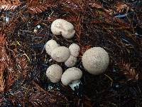 Lycoperdon perlatum image