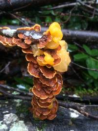 Tremella aurantia image