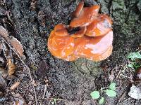 Flammulina velutipes image