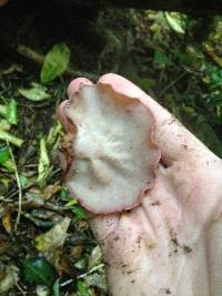 Auricularia cornea image