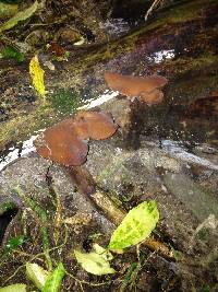 Auricularia cornea image