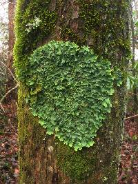 Lobaria quercizans image