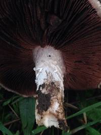 Agaricus campestris image