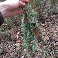 Ramalina menziesii image
