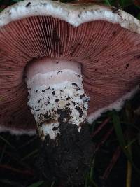 Agaricus cupreobrunneus image