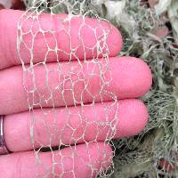 Ramalina menziesii image