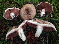 Agaricus cupreobrunneus image