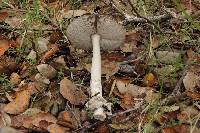 Amanita constricta image