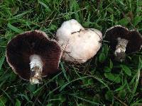 Agaricus campestris image