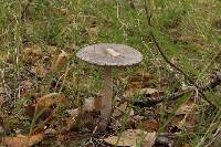 Amanita constricta image