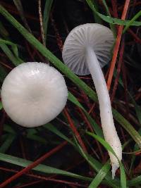 Marasmius calhouniae image