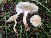 Clitocybe fragrans image