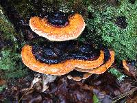 Fomitopsis pinicola image