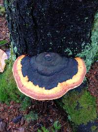 Fomitopsis pinicola image