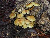 Hypholoma fasciculare image