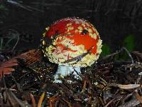 Amanita muscaria image